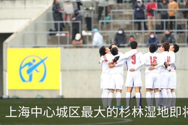 上海中心城区最大的杉林湿地即将进入最佳观赏期，记者实探